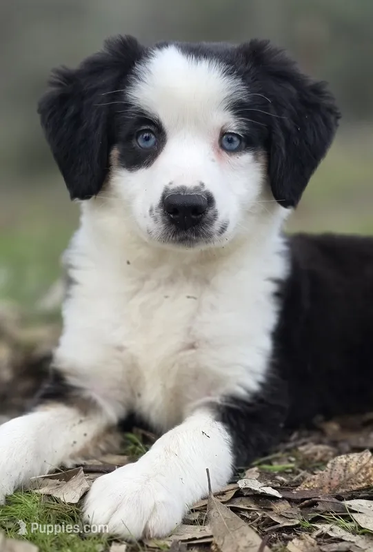 Tri girl with blue eyes