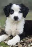 Tri girl with blue eyes, a female Miniature Australian Shepherd for sale in Central, CA – Photo 1 of 10