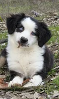 Tri girl with blue eyes, a female Miniature Australian Shepherd for sale in Central, CA – Photo 4 of 10