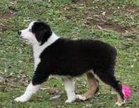 Tri girl with blue eyes, a female Miniature Australian Shepherd for sale in Central, CA – Photo 2 of 10