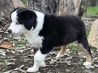 Tri girl with blue eyes, a female Miniature Australian Shepherd for sale in Central, CA – Photo 7 of 10