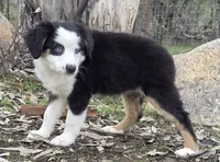 Tri girl with blue eyes, a female Miniature Australian Shepherd for sale in Central, CA – Photo 10 of 10