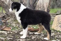 Tri girl with blue eyes, a female Miniature Australian Shepherd for sale in Central, CA – Photo 6 of 10