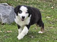 Tri girl with blue eyes, a female Miniature Australian Shepherd for sale in Central, CA – Photo 8 of 10