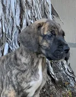 Momo, a male Great Dane for sale in Central, CA – 6 of 10