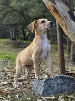 Picchu, a male Great Dane for sale in Central, CA – Photo 5 of 9