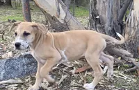 Picchu, a male Great Dane for sale in Central, CA – Photo 6 of 9