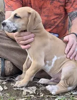 Picchu, a male Great Dane for sale in Central, CA – Photo 3 of 9