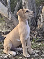 Picchu, a male Great Dane for sale in Central, CA – Photo 1 of 9