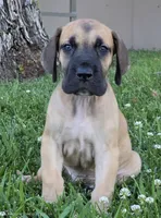 Fawn boy 2, a male Great Dane for sale in Central, CA – 1 of 5