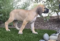 Gigi, a female Great Dane for sale in Central, CA – 2 of 7