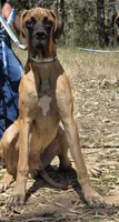 Ranger, a male Great Dane for sale in Central, CA – 3 of 8