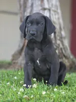 Bellows, a male Great Dane for sale in Central, CA – 3 of 6