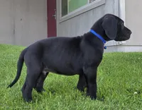 Bellows, a male Great Dane for sale in Central, CA – 1 of 6