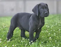 Bellows, a male Great Dane for sale in Central, CA – 6 of 6