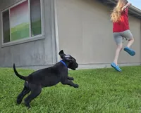 Bellows, a male Great Dane for sale in Central, CA – 2 of 6