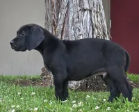 Bellows, a male Great Dane for sale in Central, CA – 4 of 6