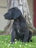 Bellows, a male Great Dane for sale in Central, CA – 5 of 6