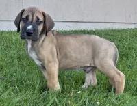Fawn boy 1, a male Great Dane for sale in Central, CA – 9 of 9