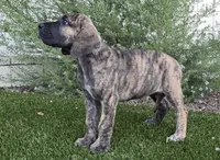 Mimi, a female Great Dane for sale in Central, CA – 8 of 10