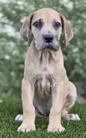 Fifi, a female Great Dane for sale in Central, CA – 8 of 9