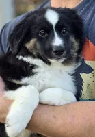 Black tri boy 2, a male Miniature Australian Shepherd for sale in Central, CA – Photo 3 of 10