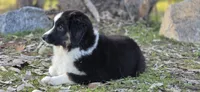Black tri boy 2, a male Miniature Australian Shepherd for sale in Central, CA – Photo 8 of 10