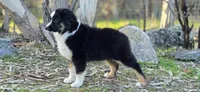 Black tri boy 2, a male Miniature Australian Shepherd for sale in Central, CA – Photo 10 of 10