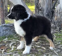 Black tri boy 2, a male Miniature Australian Shepherd for sale in Central, CA – Photo 7 of 10