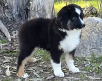 Black tri boy 2, a male Miniature Australian Shepherd for sale in Central, CA – Photo 1 of 10