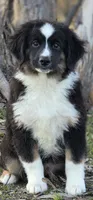 Black tri boy 2, a male Miniature Australian Shepherd for sale in Central, CA – Photo 4 of 10