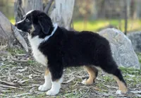Black tri boy 2, a male Miniature Australian Shepherd for sale in Central, CA – Photo 5 of 10