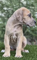 Fifi, a female Great Dane for sale in Central, CA – 9 of 9