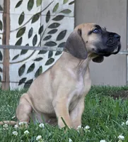 Fawn boy 2, a male Great Dane for sale in Central, CA – 2 of 5