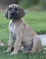 Jojo, a male Great Dane for sale in Central, CA – 2 of 9