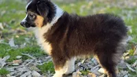 Tri boy 3, a male Miniature Australian Shepherd for sale in Central, CA – Photo 6 of 8