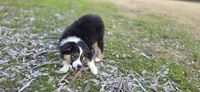 Tri boy 3, a male Miniature Australian Shepherd for sale in Central, CA – Photo 5 of 8