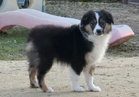 Tri boy 3, a male Miniature Australian Shepherd for sale in Central, CA – Photo 2 of 8
