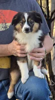 Tri boy 3, a male Miniature Australian Shepherd for sale in Central, CA – Photo 4 of 8