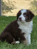 Robin (full collar/bi-eyed), a female Miniature Australian Shepherd for sale in Central, CA – Photo 3 of 10