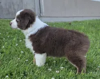 Robin (full collar/bi-eyed), a female Miniature Australian Shepherd for sale in Central, CA – Photo 5 of 10