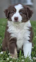 Robin (full collar/bi-eyed), a female Miniature Australian Shepherd for sale in Central, CA – Photo 10 of 10