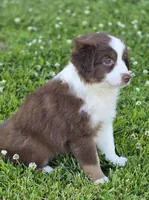 Robin (full collar/bi-eyed), a female Miniature Australian Shepherd for sale in Central, CA – Photo 8 of 10