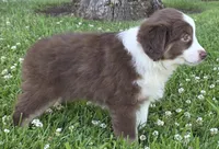 Robin (full collar/bi-eyed), a female Miniature Australian Shepherd for sale in Central, CA – Photo 6 of 10