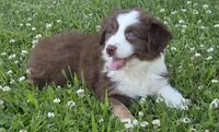 Robin (full collar/bi-eyed), a female Miniature Australian Shepherd for sale in Central, CA – Photo 2 of 10