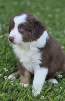 Robin (full collar/bi-eyed), a female Miniature Australian Shepherd for sale in Central, CA – Photo 4 of 10