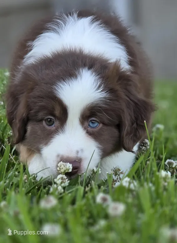 Robin (full collar/bi-eyed), a female Miniature Australian Shepherd for sale in Central, CA – Photo 1 of 10