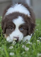 Robin (full collar/bi-eyed), a female Miniature Australian Shepherd for sale in Central, CA – Photo 1 of 10