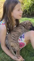 Daphne, a female Great Dane for sale in Central, CA – 2 of 10