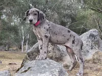 Ewa, a female Great Dane for sale in Central, CA – 5 of 10